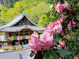 花畫像