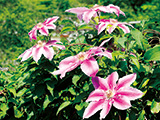 花畫像