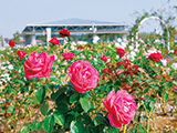 花畫像