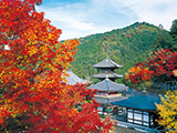 花畫像