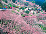 花畫像