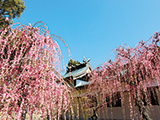 花畫像