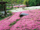 花畫像