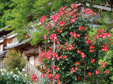 花畫像