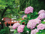 花畫像