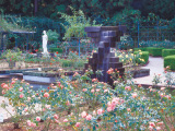 花畫像