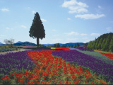 花畫像