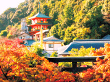 花畫像