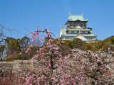 花畫像