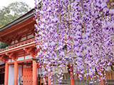 花畫像