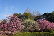 花畫像