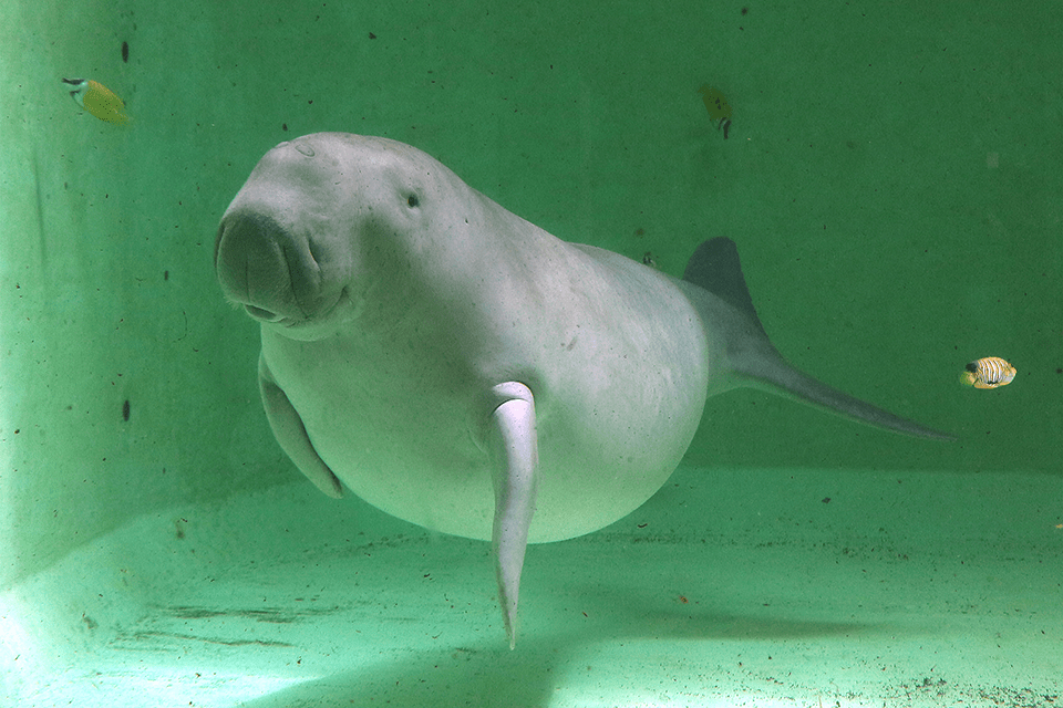 鳥羽水族館