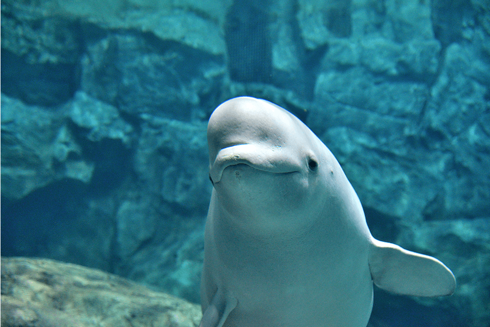 ©Port of Nagoya Public Aquarium