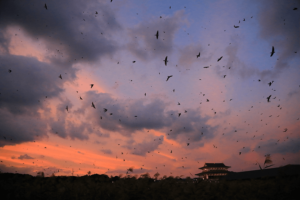 ©Shigeyuki　Yabu
