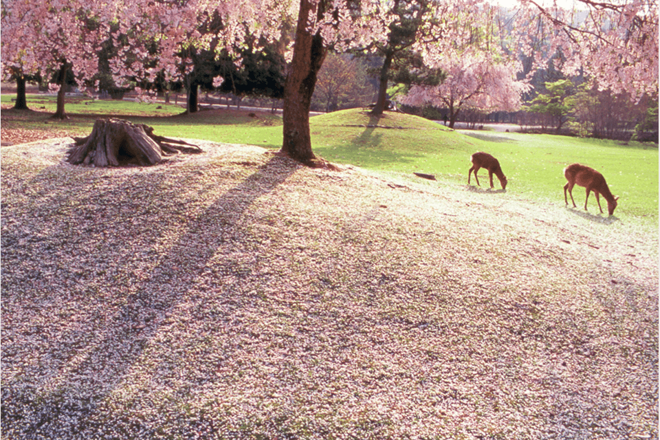 ©Nara Visitors Bureau