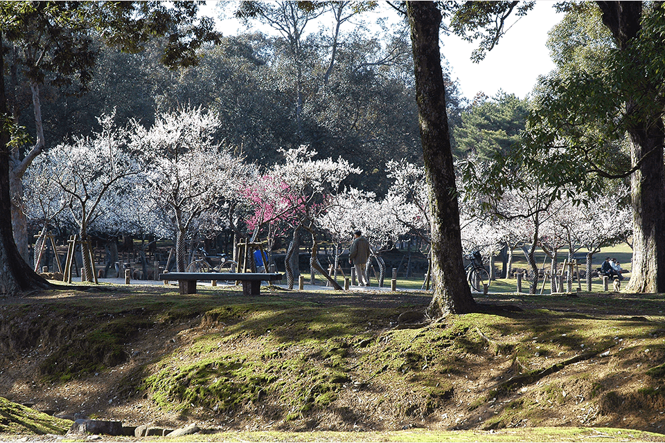 Photo by Nara City Tourism Association
