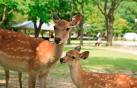 奈良公園周辺