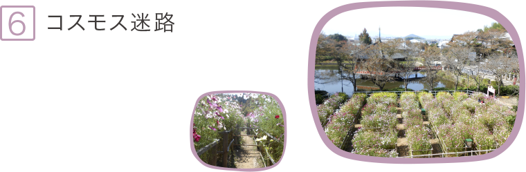 6.コスモス迷路