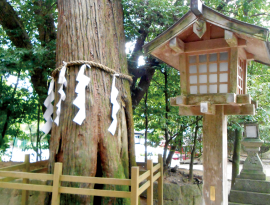 神杉
