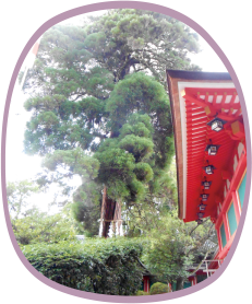 東側神杉
