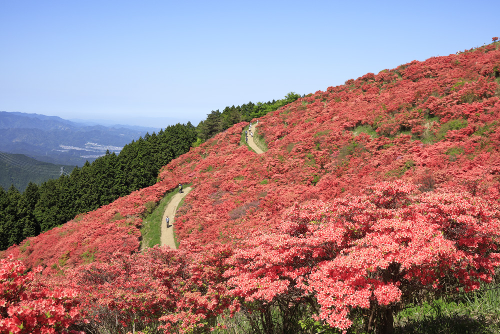 つつじ