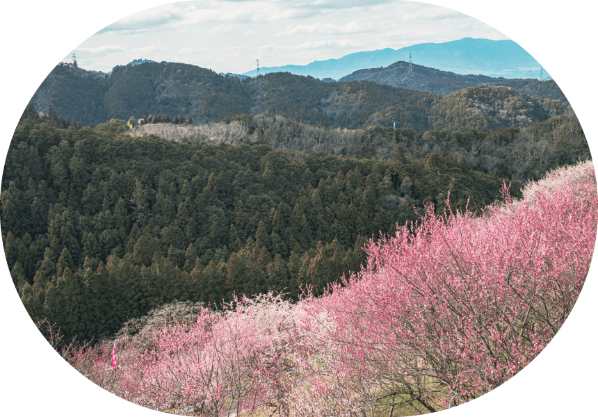 広橋梅林
